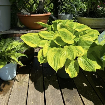 Hosta Summer Breeze Hosta Summer Breeze