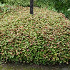 Houttynia cordata ‘Chameleon‘