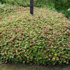 Houttynia cordata ‘Chameleon‘