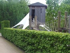 hrab - Carpinus betulus