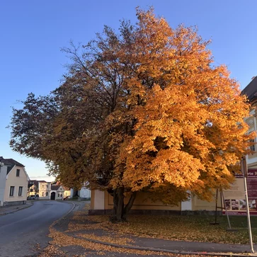 Hraby