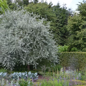 Hruška vŕbolistá – Pyrus salicifolia