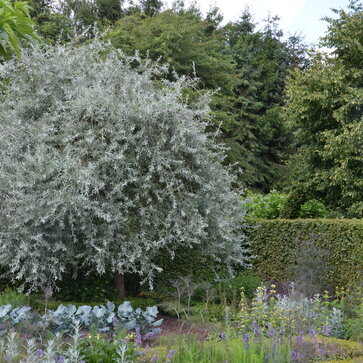 Hruška vŕbolistá – Pyrus salicifolia