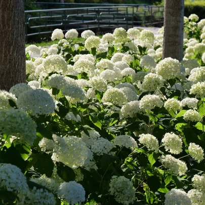Hydrangea arborescens ‘Annabell‘ Hydrangea arborescens ‘Annabell‘