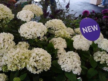 Hydrangea arborescens ‘Baiful‘ Hydrangea arborescens ‘Baiful‘
