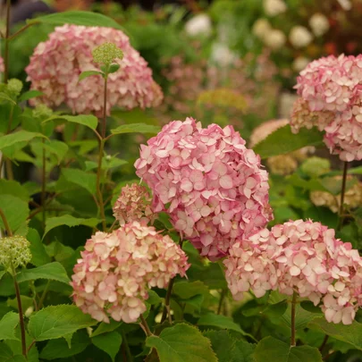 Hydrangea arborescens ‘Candybelle Bubllegum‘ Hydrangea arborescens ‘Candybelle Bubllegum‘