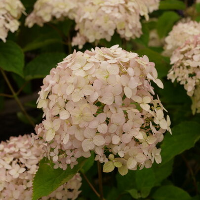 Hydrangea arborescens ‘Candybelle Marshmallow‘