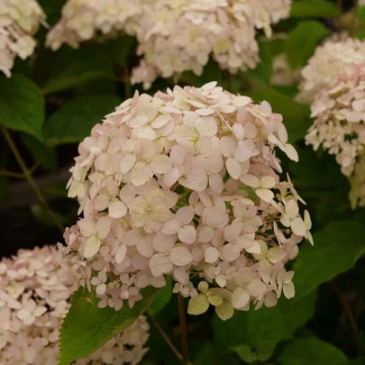Hydrangea arborescens ‘Candybelle Marshmallow‘ Hydrangea arborescens ‘Candybelle Marshmallow‘