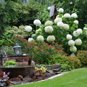 Hydrangea arborescens na tienistom mieste