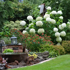 Hydrangea arborescens na tienistom mieste