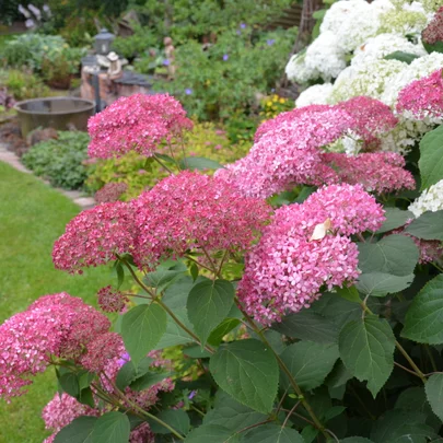 Hydrangea arborescens ‘Pink Annabelle‘ Hydrangea arborescens ‘Pink Annabelle‘