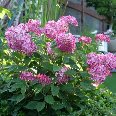 Hydrangea arborescens ‘Ruby Annabelle‘ Hydrangea arborescens ‘Ruby Annabelle‘