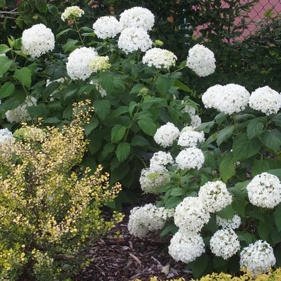 Hydrangea arborescens ‘Strong Annabell‘ Hydrangea arborescens ‘Strong Annabell‘