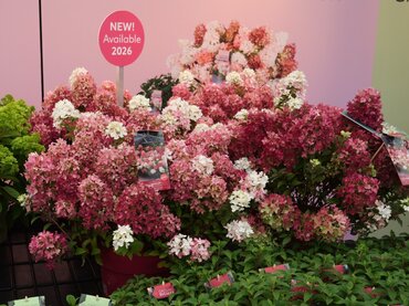 Hydrangea paniculata Groundbreaker Greeny