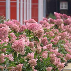 Hydrangea paniculata Vanille Fraisse