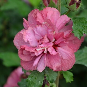 Ibištek sýrsky (Hibiscus syriacus)