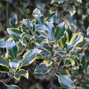 Ilex aquifolium ‘Aurea Marginata‘ Ilex aquifolium ‘Aurea Marginata‘