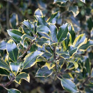 Ilex aquifolium ‘Aurea Marginata‘