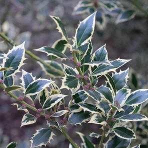 Ilex aquifolium ‘Elegantissima‘ Ilex aquifolium ‘Elegantissima‘