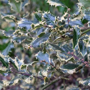 Ilex aquifolium ‘Ferox Argentea‘ Ilex aquifolium ‘Ferox Argentea‘