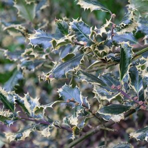 Ilex aquifolium ‘Ferox Argentea‘