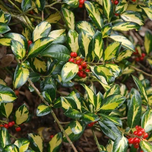 Ilex aquifolium ‘Gold Flash‘ Ilex aquifolium ‘Gold Flash‘