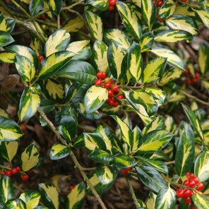 Ilex aquifolium ‘Gold Flash‘