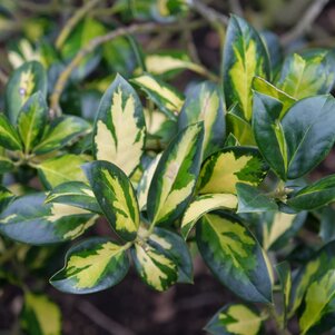 Ilex aquifolium ‘Gold Flash‘
