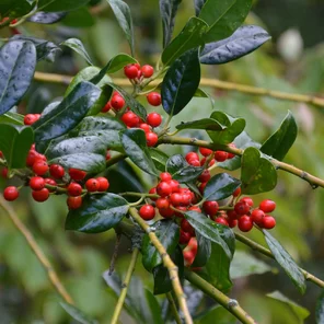 Ilex aquifolium ‘J.C.van Tol‘ Ilex aquifolium ‘J.C.van Tol‘