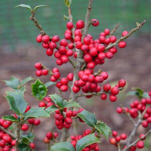 Ilex bioritsensis plody
