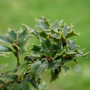 Ilex spinigera