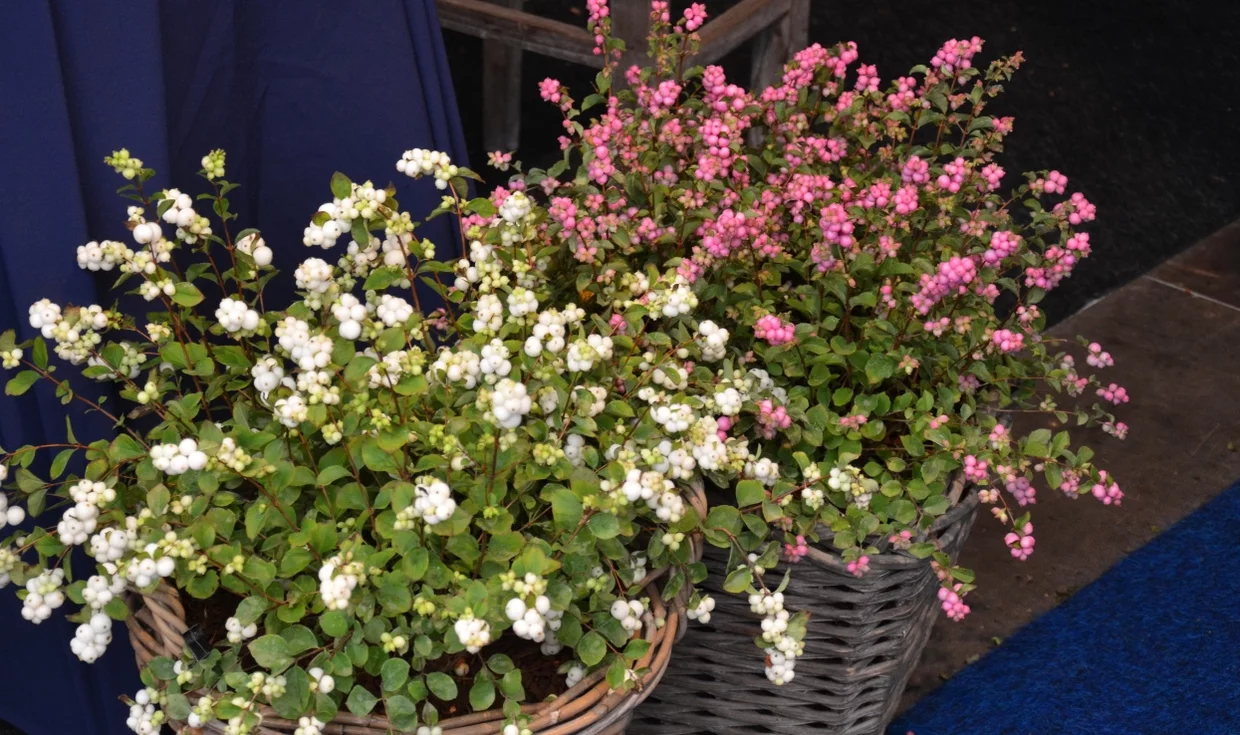 imelovník v prútených kvetináčoch imelovník v prútených kvetináčoch