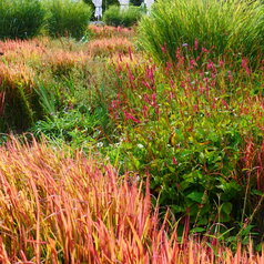 Imperata cylindrica ‘Red Baron‘ v trvlakovom záhone