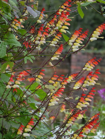 Ipomoea lobata