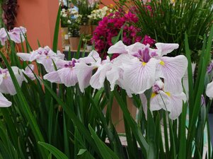 Iris ensata ‘Dinner Plate‘