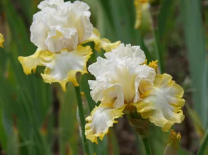Iris Happy Hugs