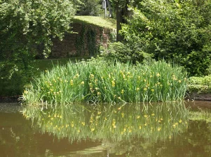 Iris peudoacorus
