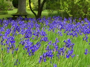 Iris sibirica