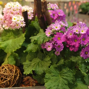 Izbová Primula malacoides