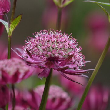 Jarmanky – Astrantia