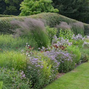 javor poľný - Acer campestre - na pozadí trvalkového záhona