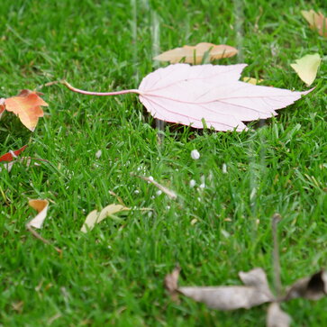 Jesenné hnojenie trávnika