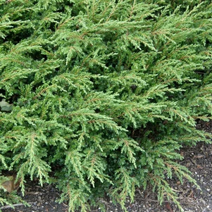 Juniperus communis ‘Repanda‘