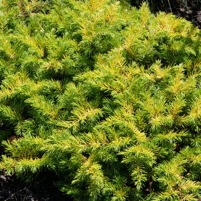 Juniperus conferta All Gold