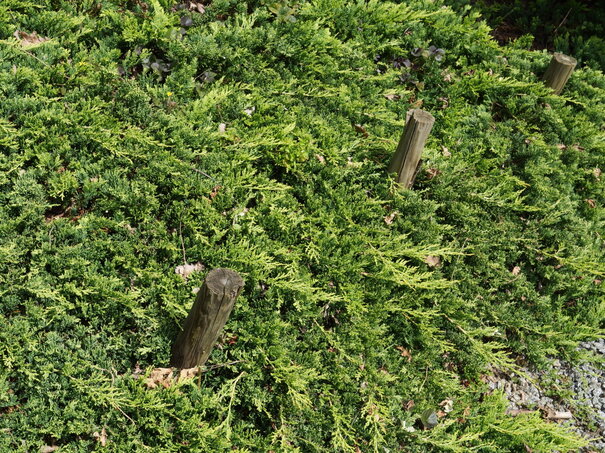 Juniperus horizontalis Golden Carpet