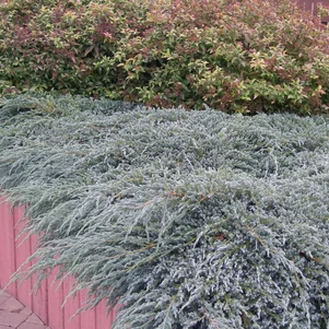 Juniperus squamata ‘Blue Carpet‘