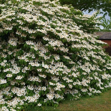 Kalina japonská – Viburnum plicatum