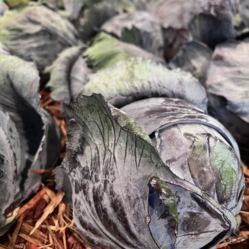 Kapustové zaujímavosti