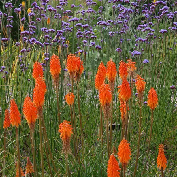 kniphofia, po slov. fakľovka kniphofia, po slov. fakľovka