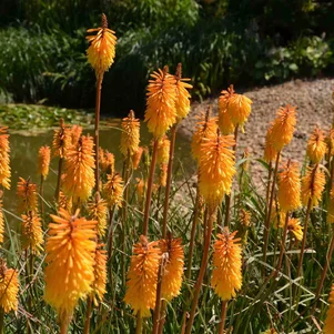 Kniphofia ‘Shining Sceptre‘ Kniphofia ‘Shining Sceptre‘